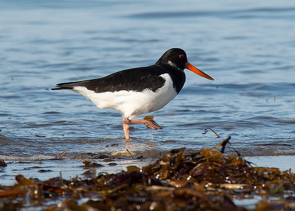 Beach Birds - Thurso Beach