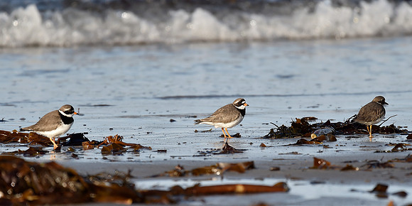 Beach Birds - Thurso Beach