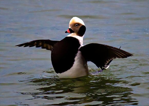 British Birds - Long Tail Duck