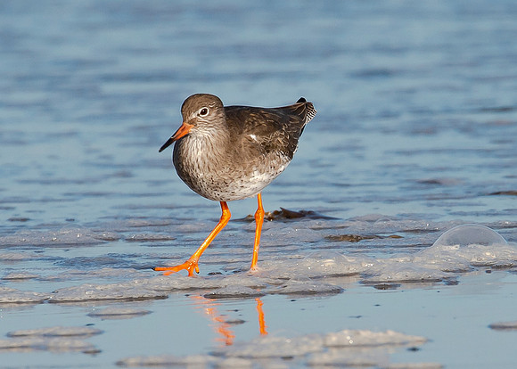 Beach Birds - Thurso Beach