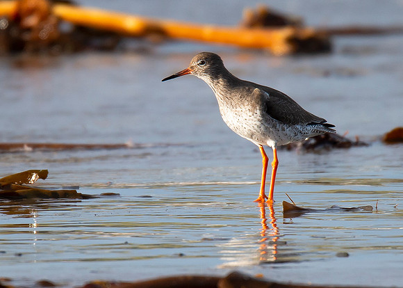 Beach Birds - Thurso Beach