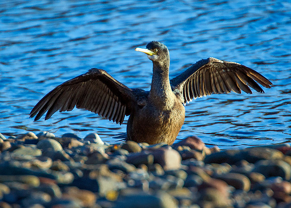 Cormorant on Wick River
