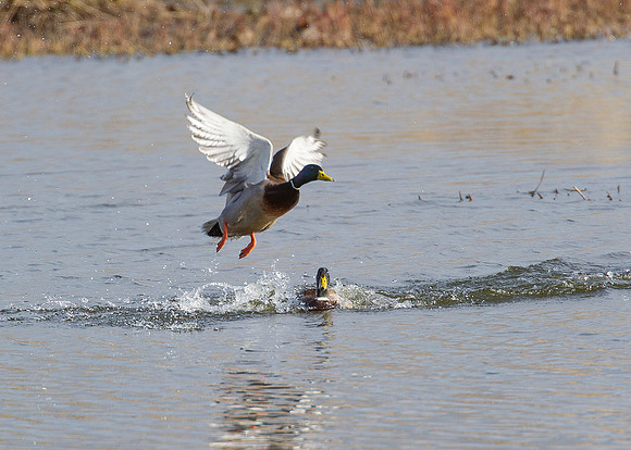 mallards at St Johns Loch