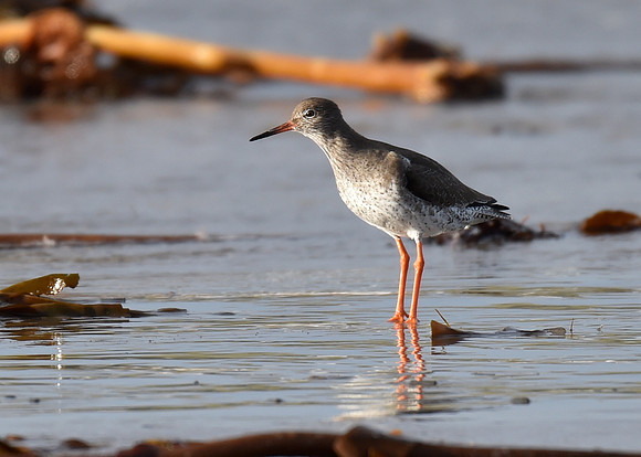 Beach Birds - Thurso Beach