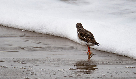 Turnstone at Thurso Beach
