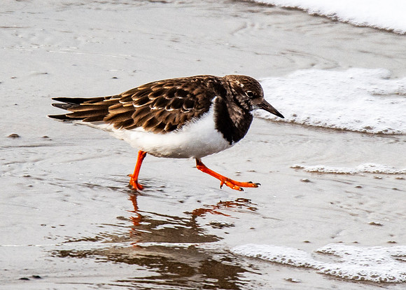 Turnstone at Thurso Beach