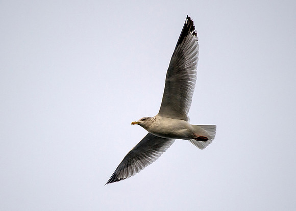 Gull in flight