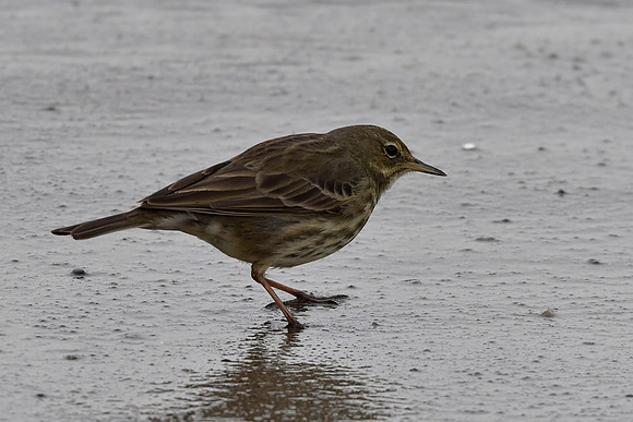 Beach Birds - Thurso Beach