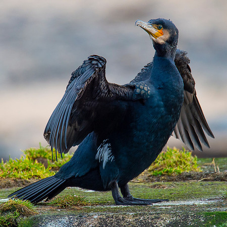 Sea Birds - Cormorant