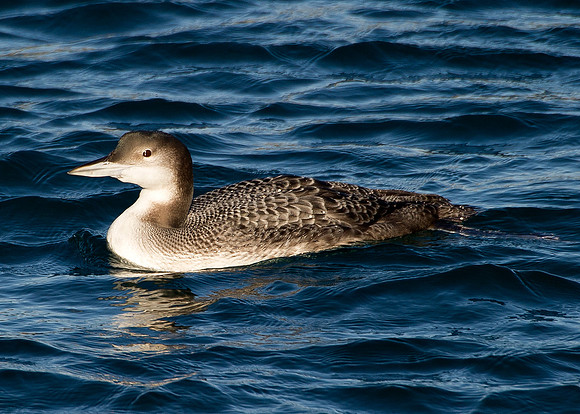 Great Northern Diver