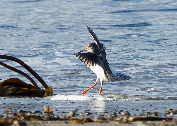 Juvenile Redshank landing