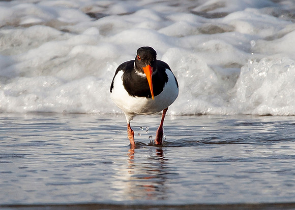 Beach Birds - Thurso Beach