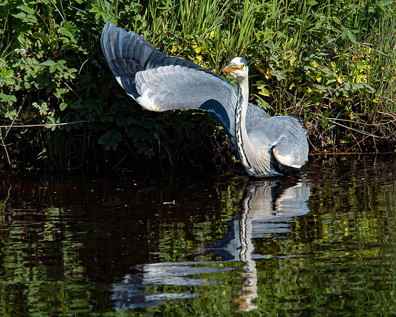 Lockdown Day 64 - Heron