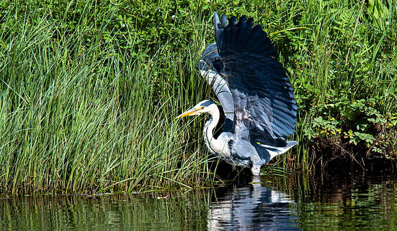 Lockdown Day 64 - Heron