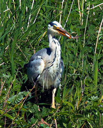 Lockdown Day 64 - Heron
