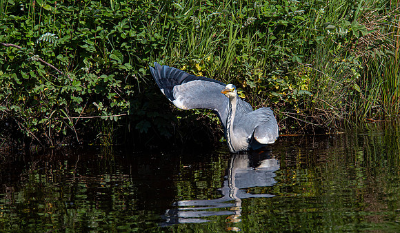Lockdown Day 64 - Heron