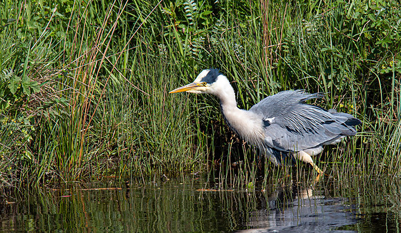 Lockdown Day 64 - Heron