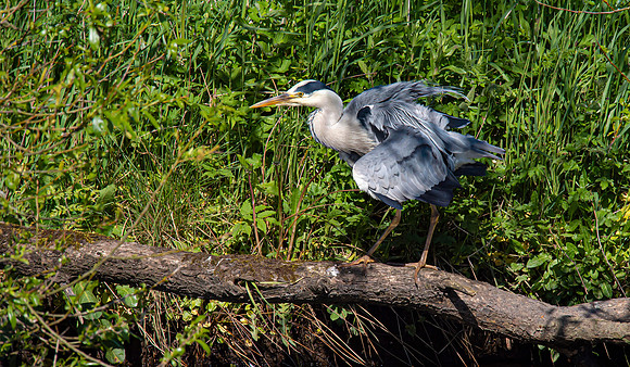 Lockdown Day 64 - Heron