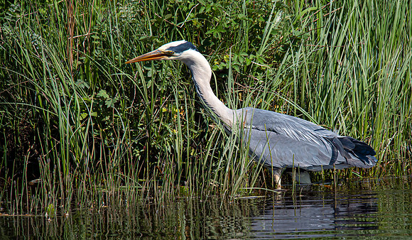 Lockdown Day 64 - Heron