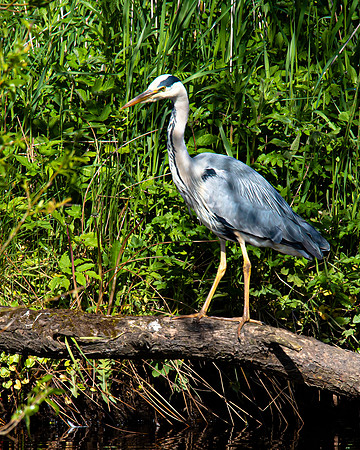 Lockdown Day 64 - Heron