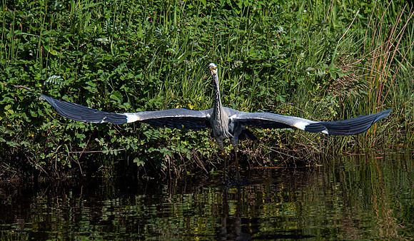 Lockdown Day 64 - Heron