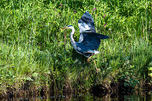 Lockdown Day 64 - Heron