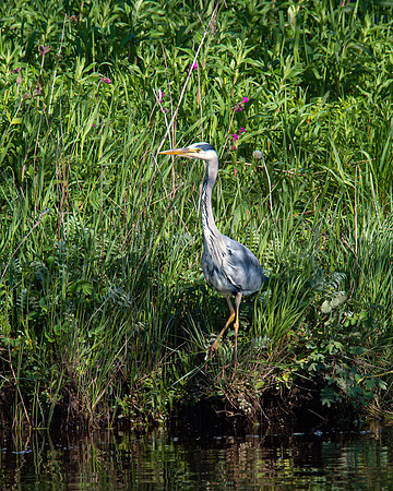 Lockdown Day 64 - Heron