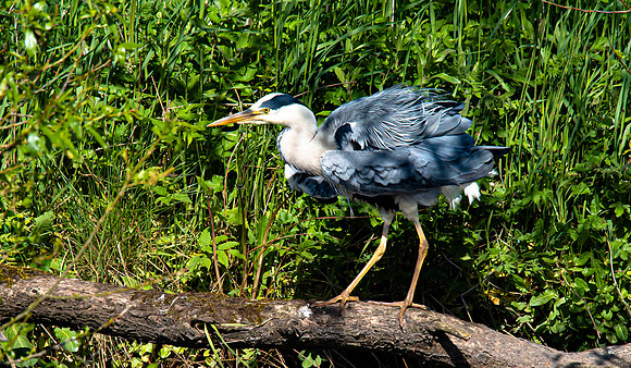 Lockdown Day 64 - Heron