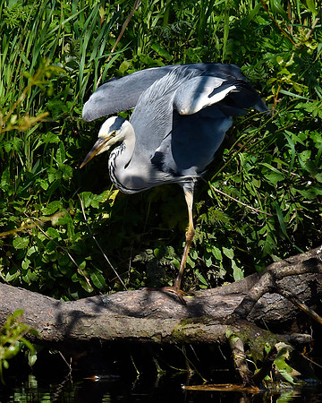 Lockdown Day 64 - Grey Heron