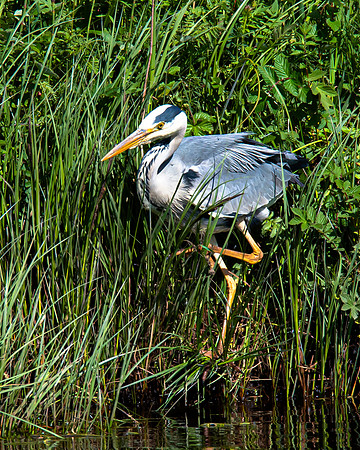 Lockdown Day 64 - Heron