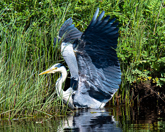 Lockdown Day 64 - Heron