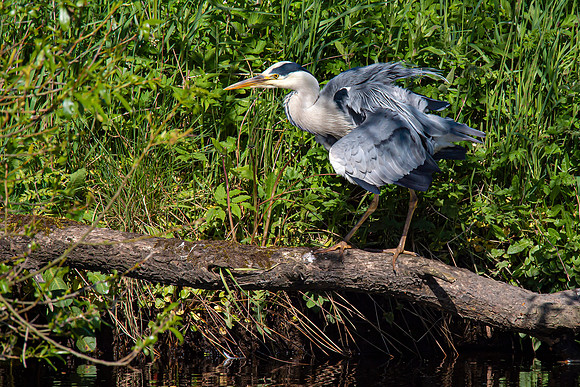 Lockdown Day 64 - Heron