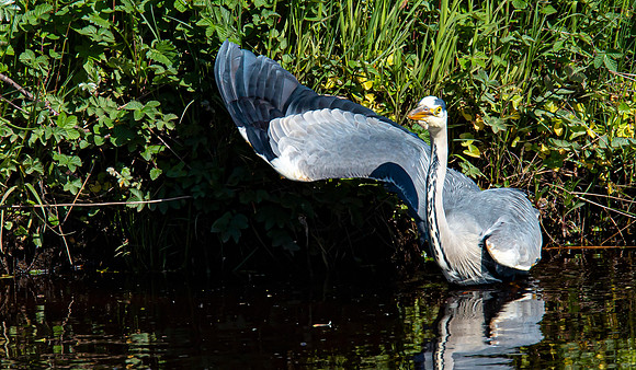 Lockdown Day 64 - Heron