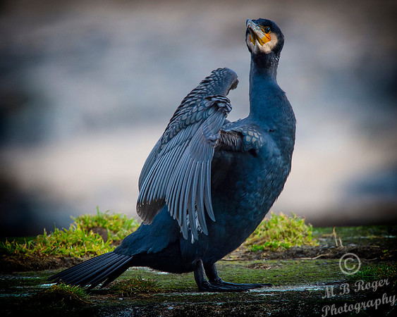 Sea Birds - Cormorant