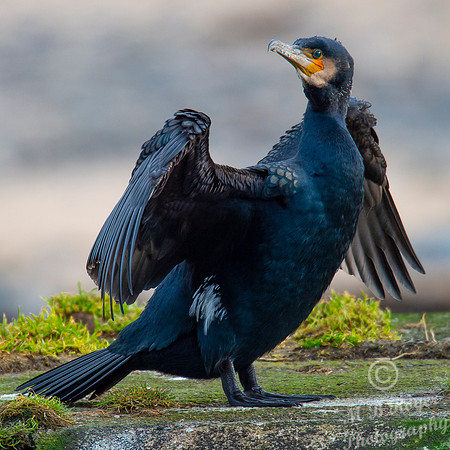 Sea Birds - Cormorant
