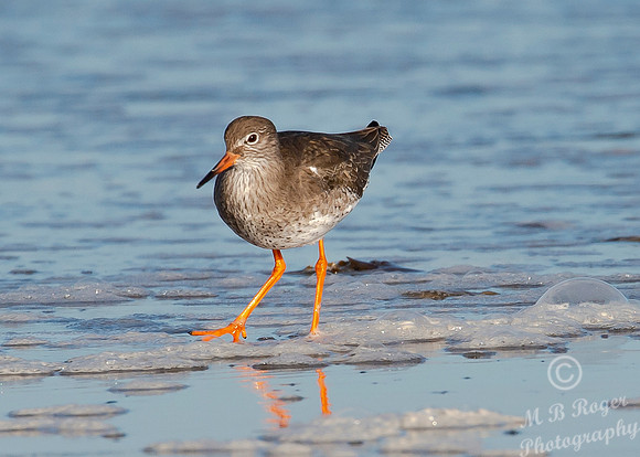 Beach Birds - Thurso Beach