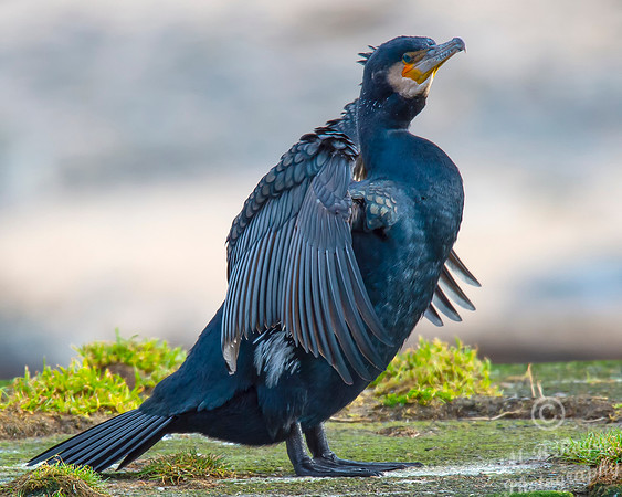 Sea Birds - Cormorant