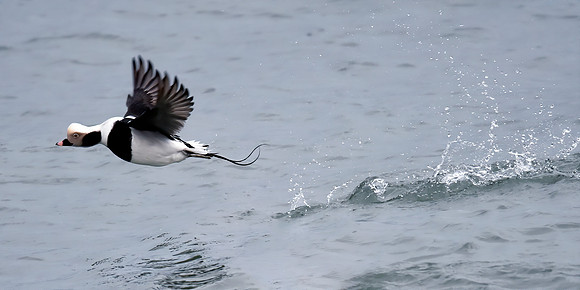 British Birds - Long Tail Duck