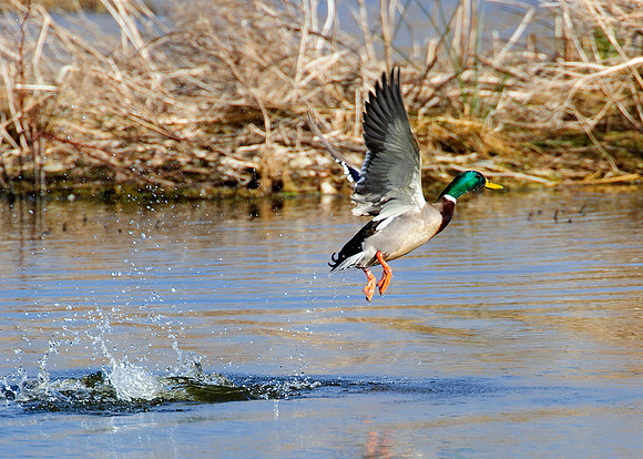 Mallard