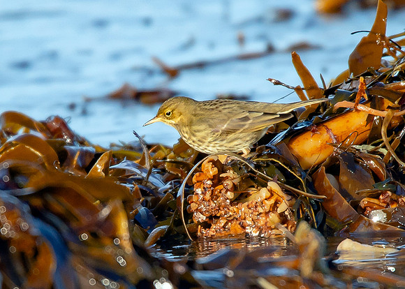 Beach Birds - Thurso Beach