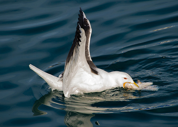 Lesser Black Backed Gull feeding at Scrabster Harbour