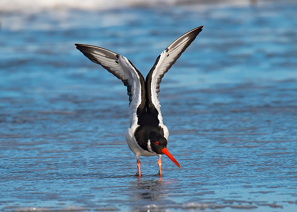 Beach Birds - Thurso Beach