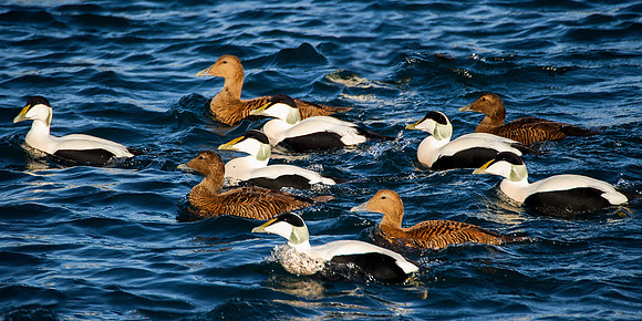 eiders