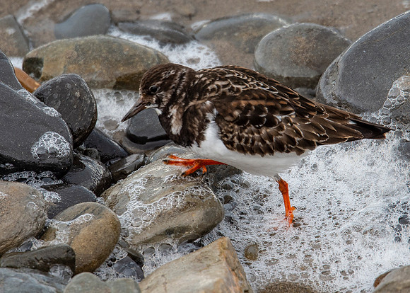 Turnstone at Thurso Beach