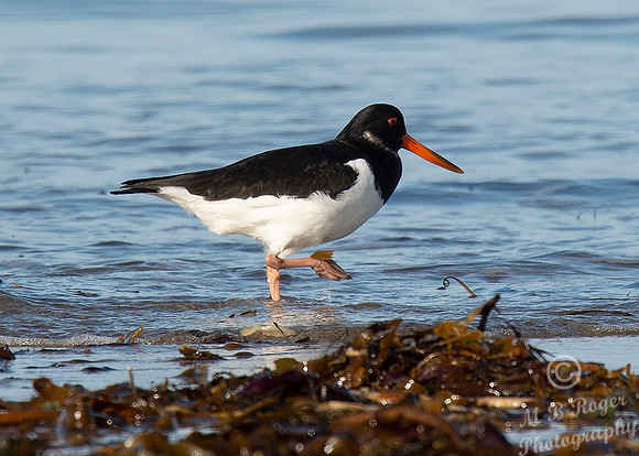 Beach Birds - Thurso Beach