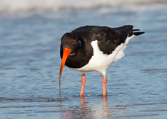 Beach Birds - Thurso Beach