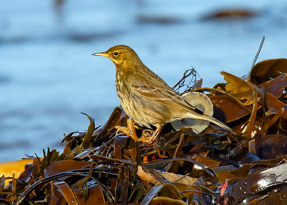 Beach Birds - Thurso Beach