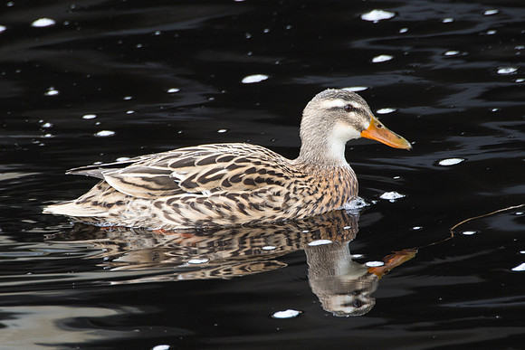 female mallard