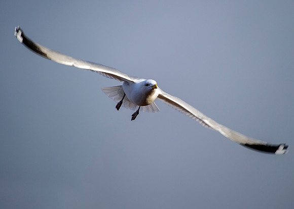 Gull in flight