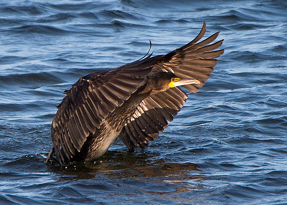 Cormorant taking off